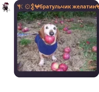 🤾 emoji Банка тушёнки 1 пакич @KilkaEdits Telegram sticker 23 of 120