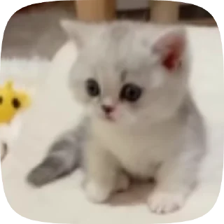 Sticker from 😾!kittens!😾