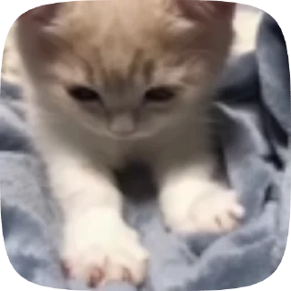 Sticker from 😾!kittens!😾