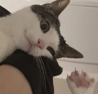 Sticker from Oh my God, котямбры❤️