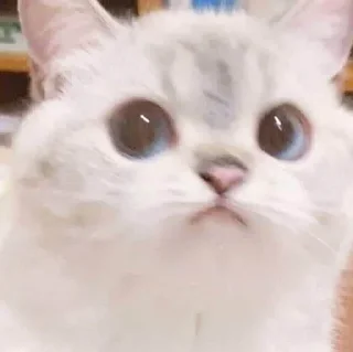 👀 emoji Пипиу Telegram sticker 10 of 54