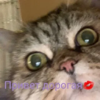 🅘 🅛🅞🅥🅔 🅨🅞🅤2 Создаель@MrExperiment360 sticker 2