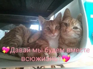 👦 emoji 🅘 🅛🅞🅥🅔 🅨🅞🅤2 Создаель@MrExperiment360 Telegram sticker 11 of 119
