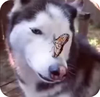 🌟 emoji 🅘 🅛🅞🅥🅔 🅨🅞🅤2 Создаель@MrExperiment360 Telegram sticker 22 of 119