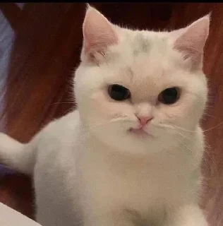 😒 emoji Котики от Ксюши kotmyarrrrrrr Telegram sticker 23 of 56