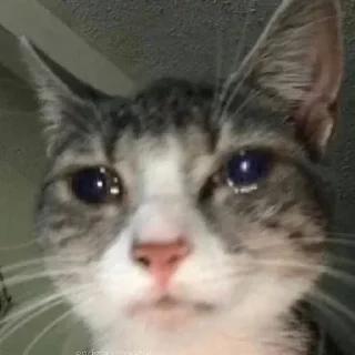 😭 emoji Котики от Ксюши kotmyarrrrrrr Telegram sticker 21 of 56
