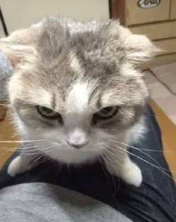 😡 emoji Котики от Ксюши kotmyarrrrrrr Telegram sticker 24 of 56