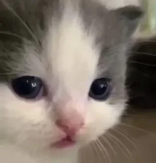 🌟 emoji Котики от Ксюши kotmyarrrrrrr Telegram sticker 7 of 56