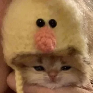 🎀 emoji Котики от Ксюши kotmyarrrrrrr Telegram sticker 12 of 56