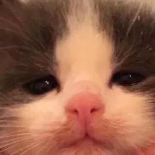 🥺 emoji Котики от Ксюши kotmyarrrrrrr Telegram sticker 8 of 56