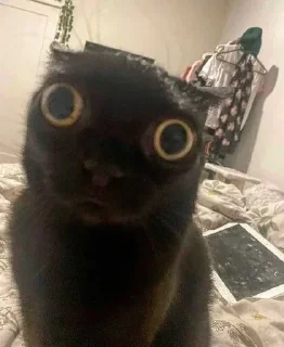 🌝 emoji Котики от Ксюши kotmyarrrrrrr Telegram sticker 20 of 56