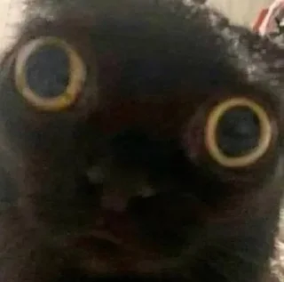 👀 emoji Котики от Ксюши kotmyarrrrrrr Telegram sticker 1 of 56