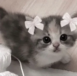 Котики для @Mr_myav sticker 3