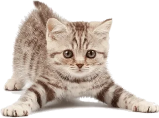 Cats 2 sticker 4