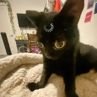 🌟 emoji котики Telegram sticker 18 of 36