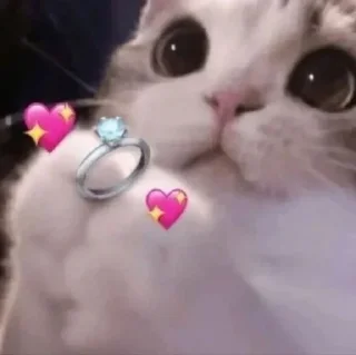 🌟 emoji котики Telegram sticker 15 of 36