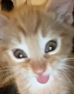🌟 emoji котики Telegram sticker 23 of 36