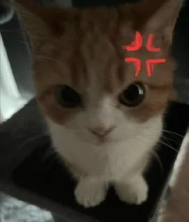 🌟 emoji котики Telegram sticker 13 of 36