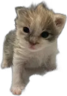 котики sticker 1