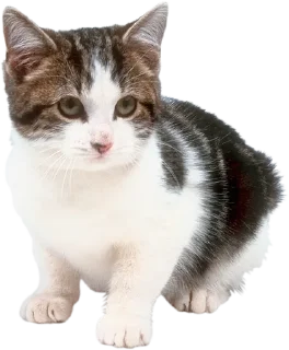 Cats 2 sticker 1