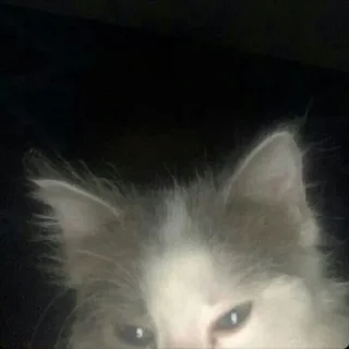 котики sticker 2