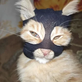 Sticker from Котики