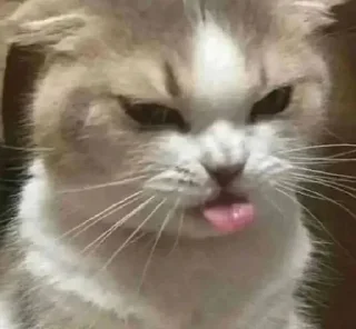 Sticker from Котики