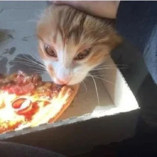 Sticker from cats
