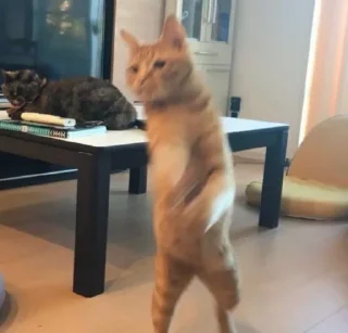 Sticker from cats