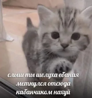 💖 emoji цитатки пон Telegram sticker 10 of 120
