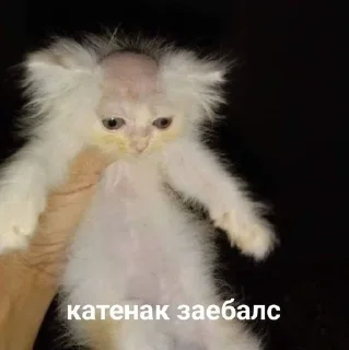 🥲 emoji цитатки пон Telegram sticker 5 of 120