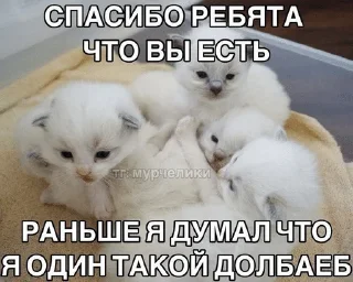 Sticker from ебнутые фразы