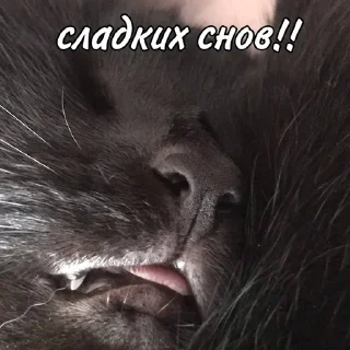 😴 emoji мы не геи !! Telegram sticker 17 of 56