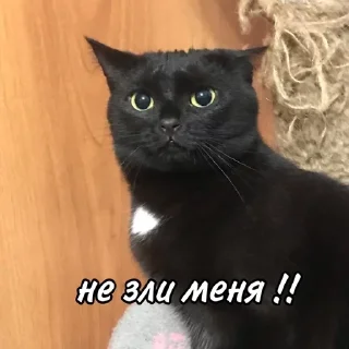 😡 emoji мы не геи !! Telegram sticker 8 of 56