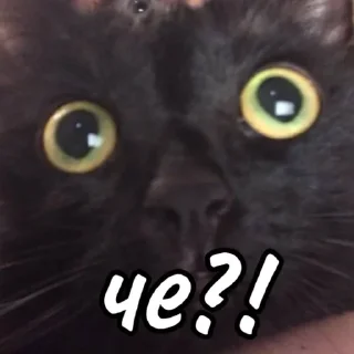 😳 emoji мы не геи !! Telegram sticker 16 of 56