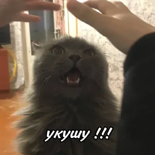 😠 emoji мы не геи !! Telegram sticker 9 of 56