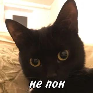 😧 emoji мы не геи !! Telegram sticker 10 of 56
