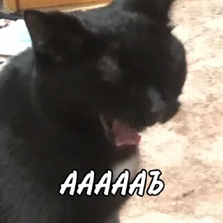 😨 emoji мы не геи !! Telegram sticker 4 of 56