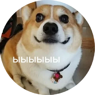 Sticker from corgi chris