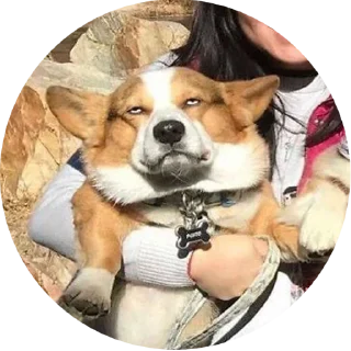 Sticker from corgi chris
