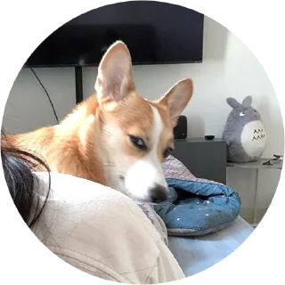 Sticker from corgi chris