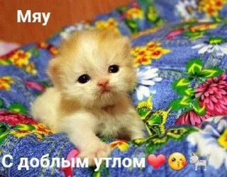 🐱 emoji утро🤍 ноченьки🌙 Telegram sticker 1 of 120