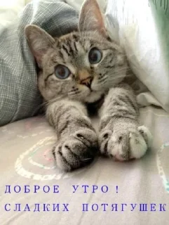 🍬 emoji утро🤍 ноченьки🌙 Telegram sticker 15 of 120