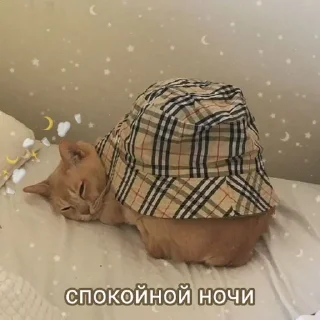 🐈 emoji утро🤍 ноченьки🌙 Telegram sticker 18 of 120