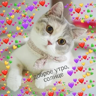💚 emoji утро🤍 ноченьки🌙 Telegram sticker 9 of 120
