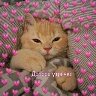 🌺 emoji утро🤍 ноченьки🌙 Telegram sticker 11 of 120