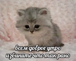 🙍‍♀ emoji утро🤍 ноченьки🌙 Telegram sticker 12 of 120