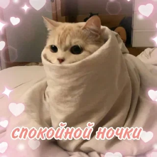 🐈 emoji утро🤍 ноченьки🌙 Telegram sticker 5 of 120
