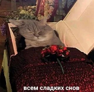 🕋 emoji утро🤍 ноченьки🌙 Telegram sticker 16 of 120