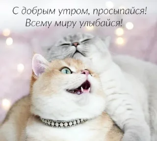 😼 emoji утро🤍 ноченьки🌙 Telegram sticker 14 of 120